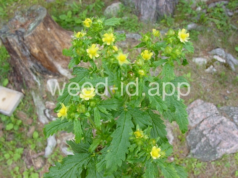 cinquefoil, silvery